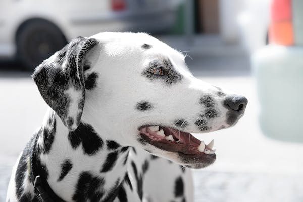 Dalmatien : un chien au passé captivant et au caractère unique